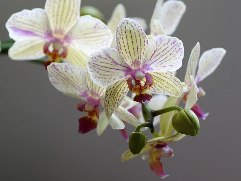 white phalaenopsis orchids with violet streaks