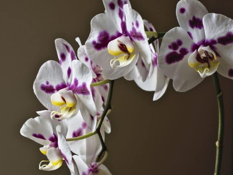 Phalaenopsis Orchids Types How To Grow And Care Florgeous 8211