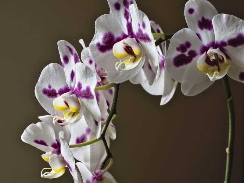white violet phalaenopsis orchids