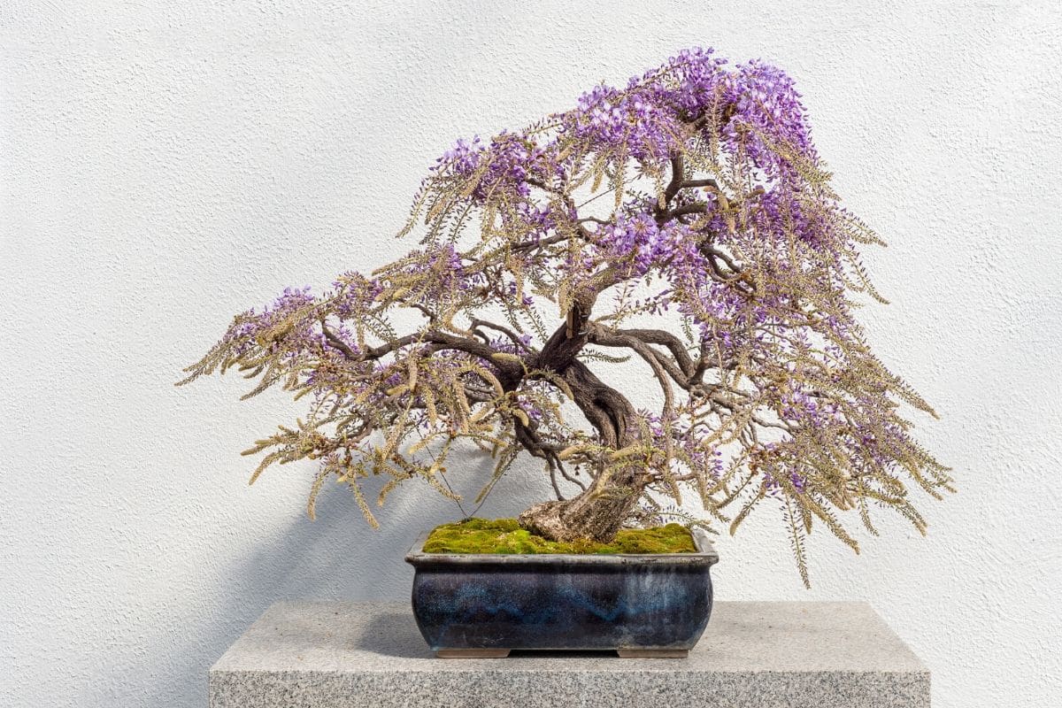 lilac mini bonsai wisteria tree seeds Indoor ornamental plants 10 particles