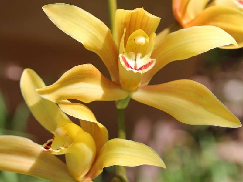 yellow cymbidium orchids