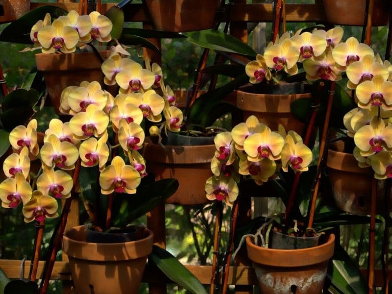 yellow orchids in pots