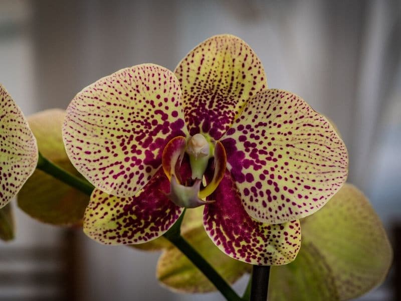 yellow phalaenopsis orchids with violet center and streaks