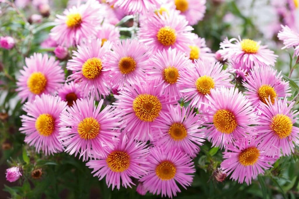 aster flower meaning