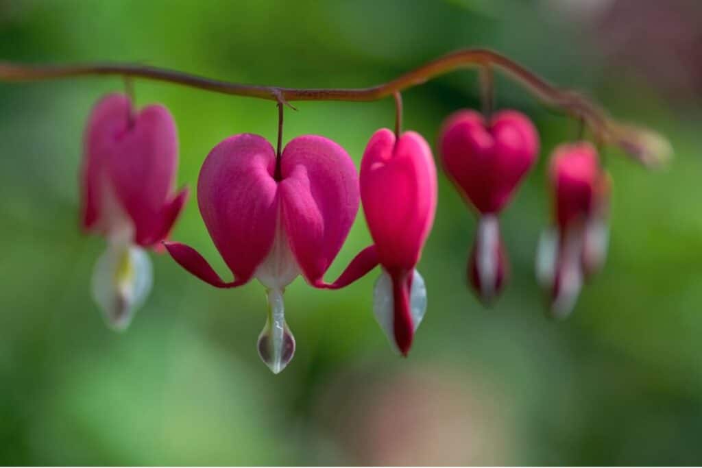 bleeding heart flower meaning