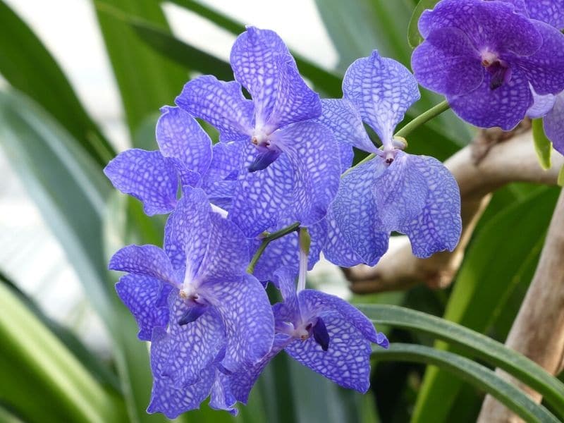 blue vanda orchid