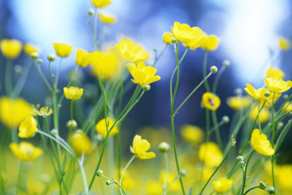buttercup flower meaning