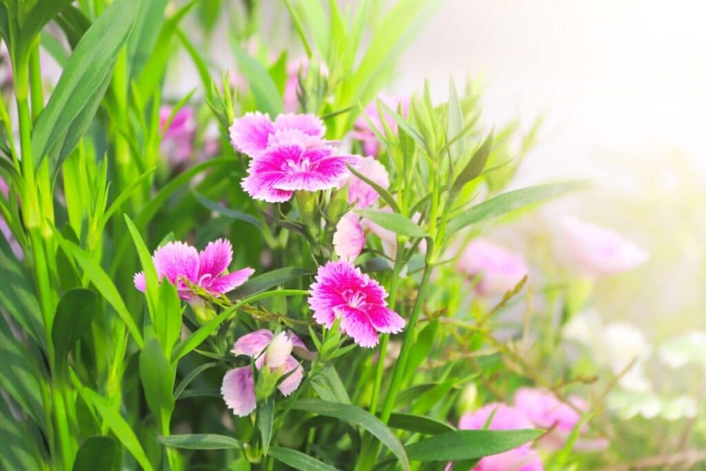 amazing-meaning-and-symbolism-of-carnation-flower-and-color-florgeous