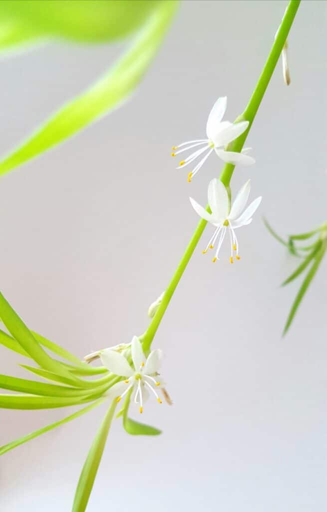 chlorophytum comosum flower