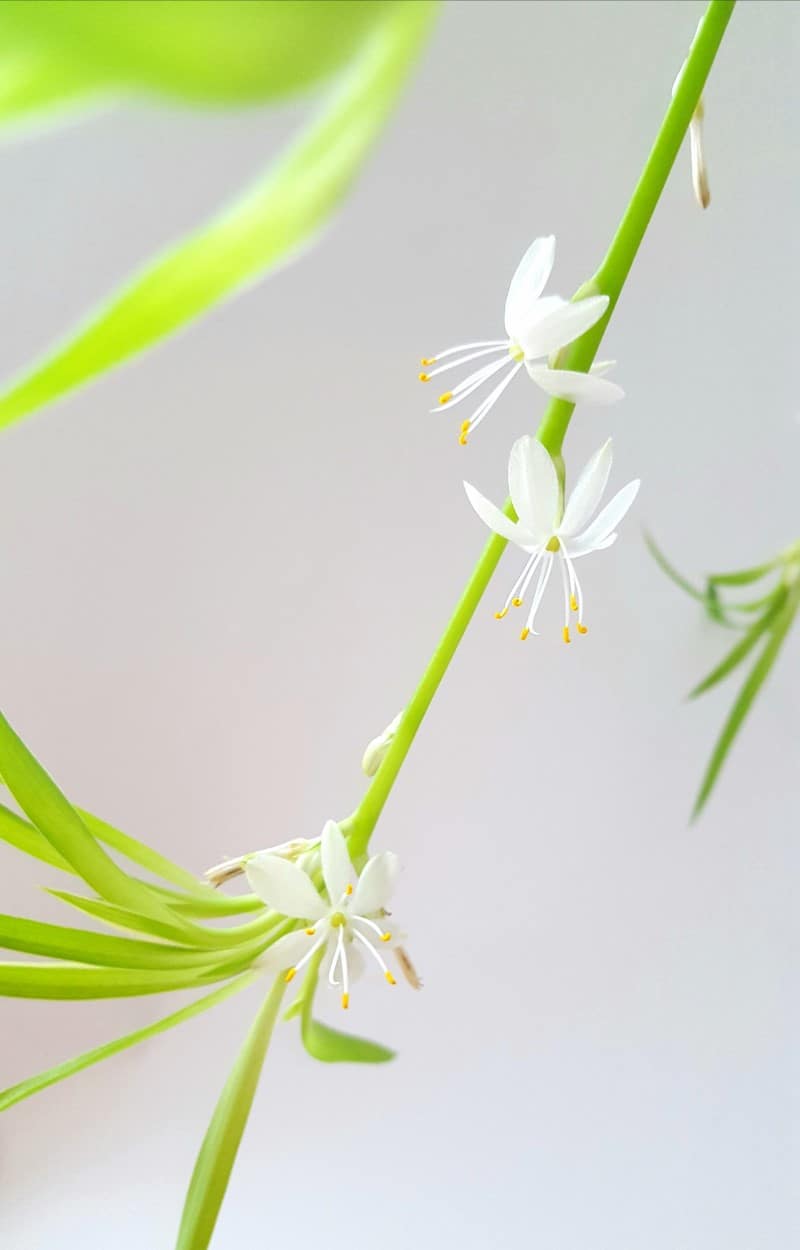 7 Best Snake Plant Companion Plants for Indoor Spaces | Florgeous