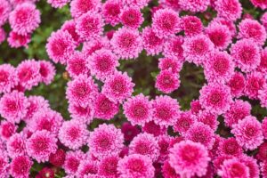 Chrysanthemum Flower Meaning and Symbolism | Florgeous