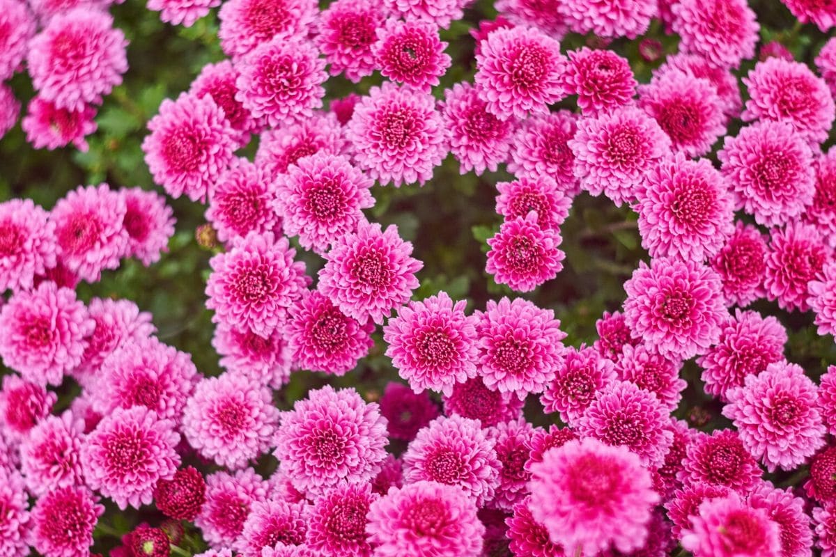 Beautiful Meaning And Symbolism Of Chrysanthemum Flower And Color Florgeous
