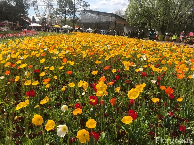 colorful ornamental garden