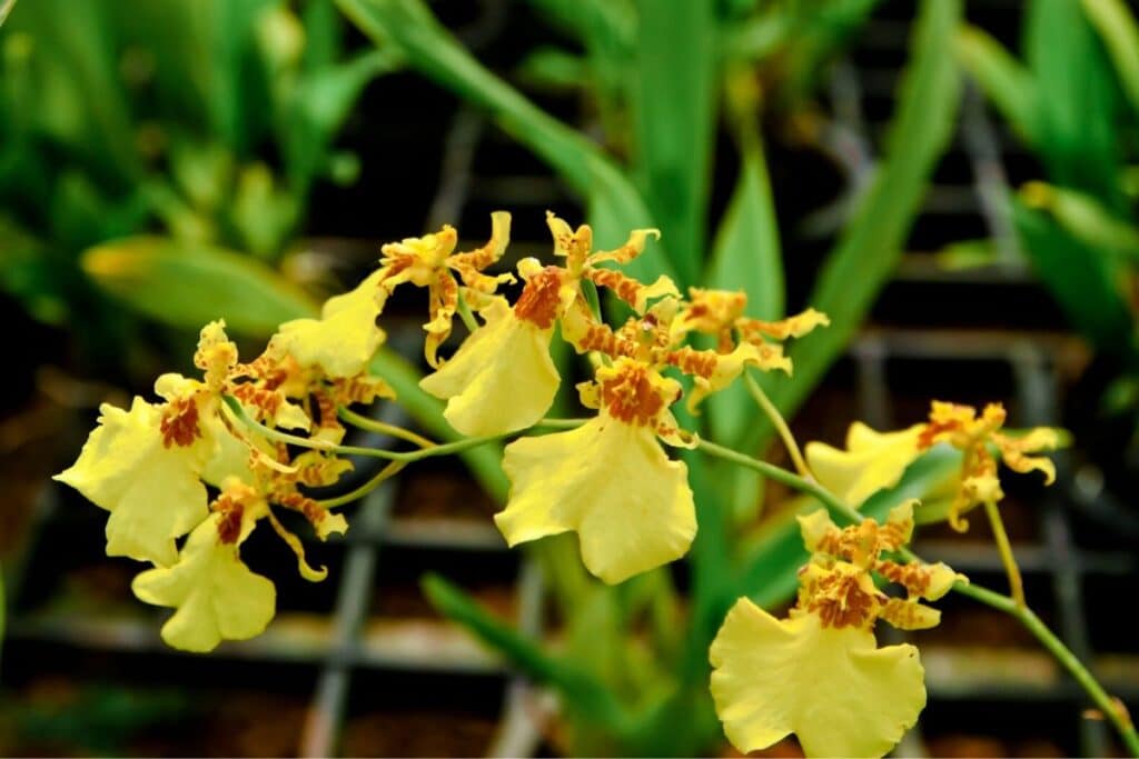 Oncidium Orchids Types How To Grow And Care Florgeous