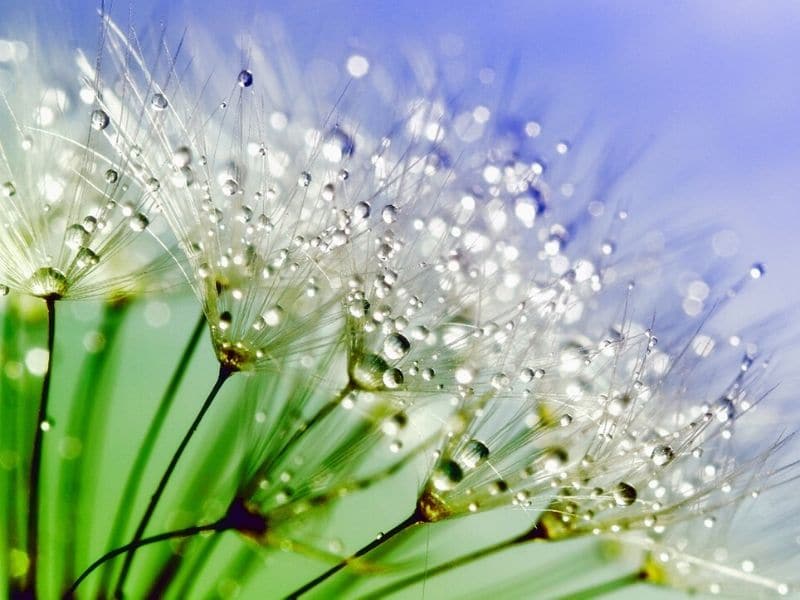 dandelion flowers with dew