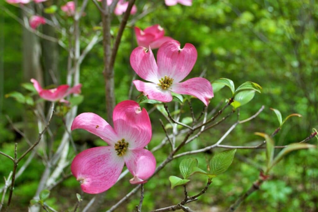 dogwood flower meaning