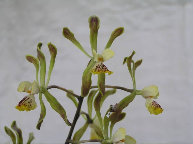 Encyclia alata