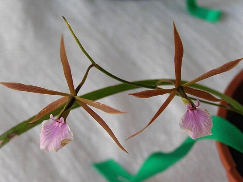 Encyclia bractescens