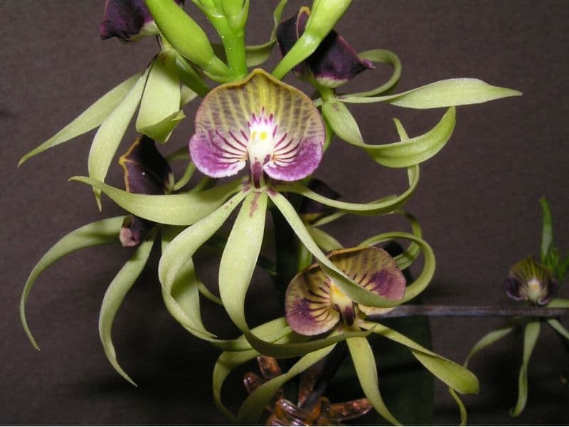 Encyclia cochleata