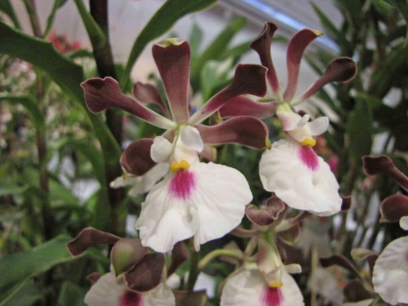 Encyclia cordigera