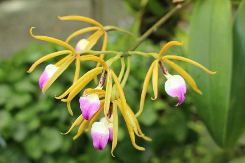 encyclia orchids