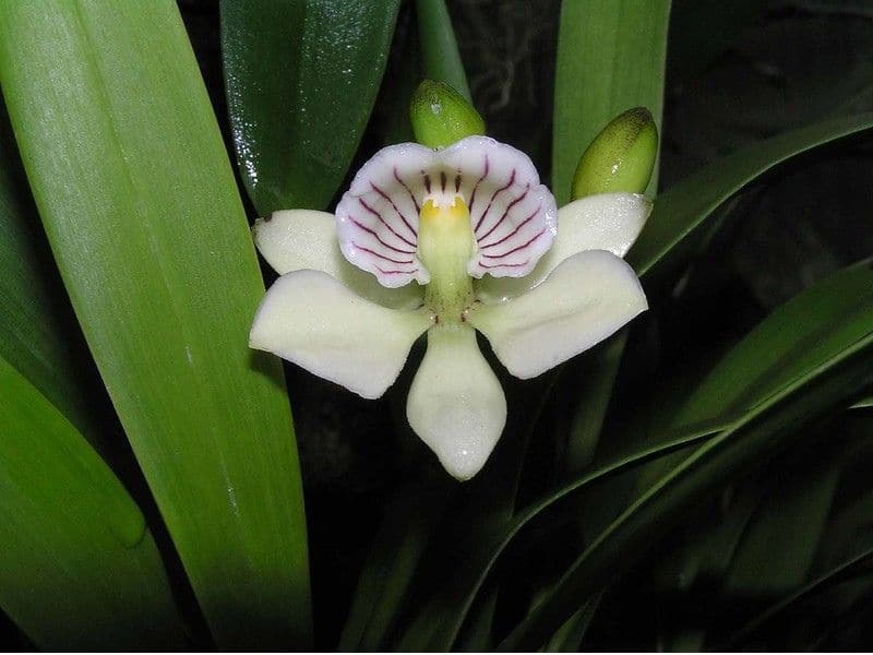 Encyclia radiata