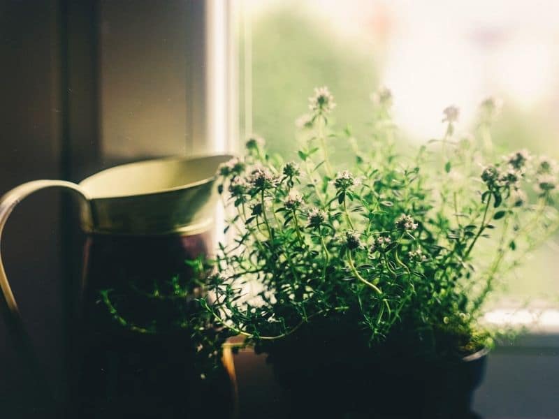 flower vase in a window