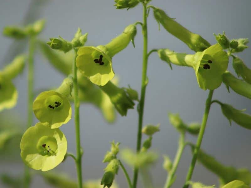 flowering tobacco