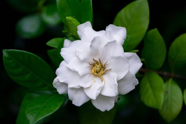 Gardenia Flower Meaning and Breathtaking Symbolism