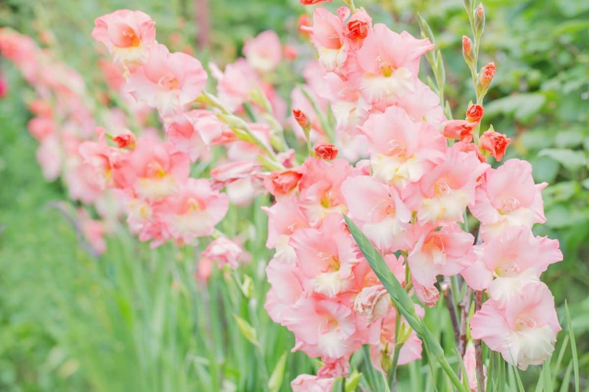 What Is The Definition Of The Word Gladiolus