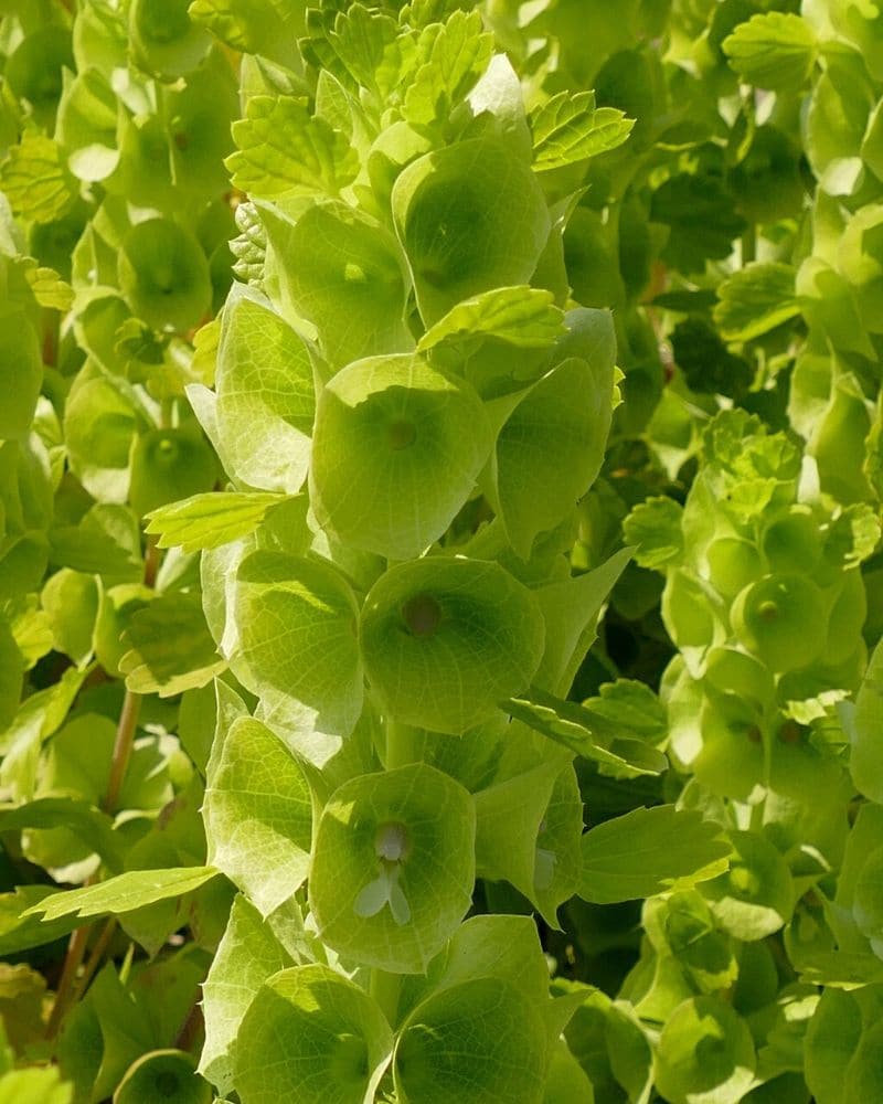 green bells of ireland