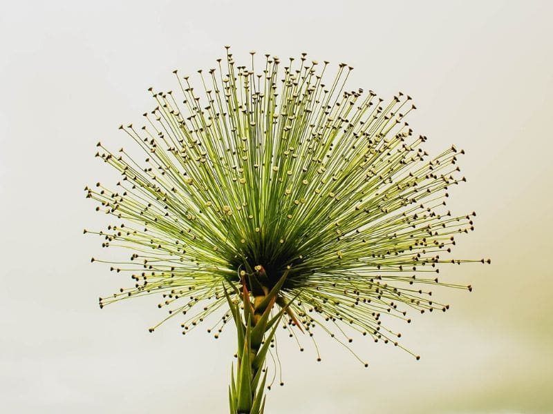 green cerrado flower