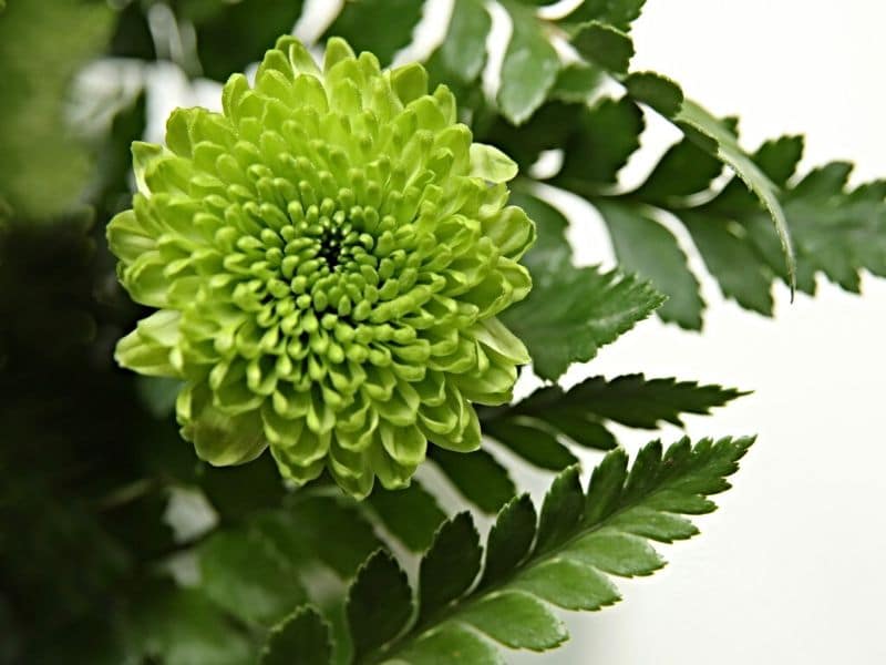 green chrysanthemum