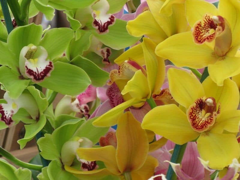 green cymbidium orchids