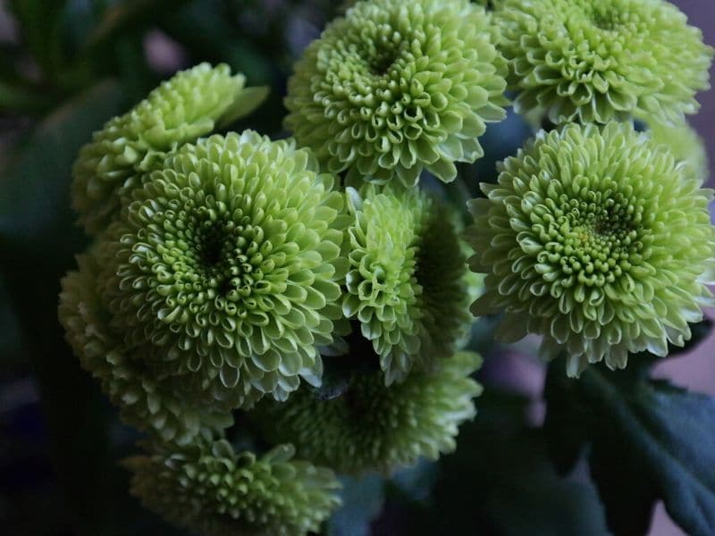 green flowers