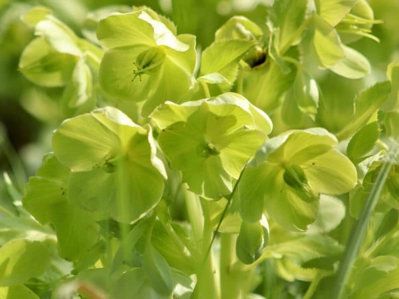 green hellebores