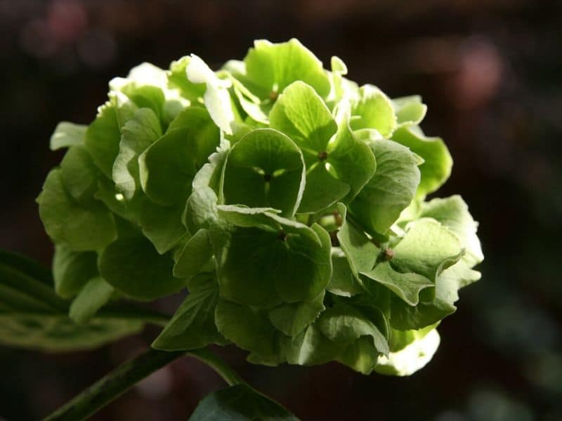 green hydrangea