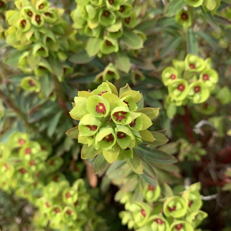 green mediterranean spurge