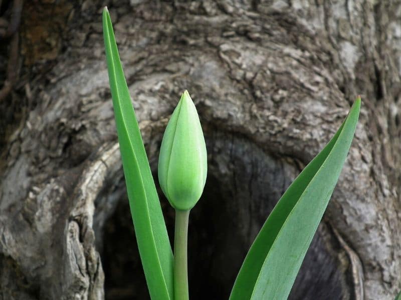 green tulip