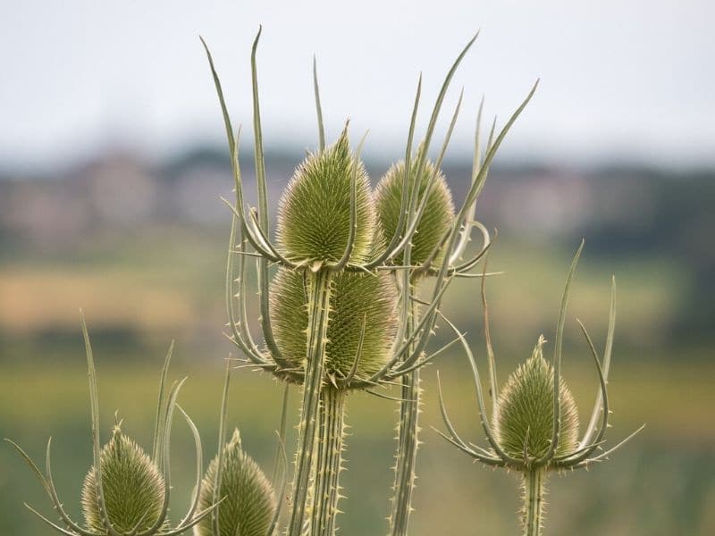 green wild teasel