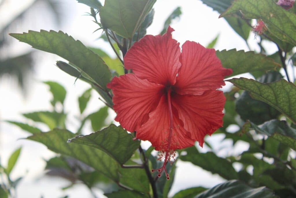 Fascinating Meaning And Symbolism Of Hibiscus Flower And Color Florgeous