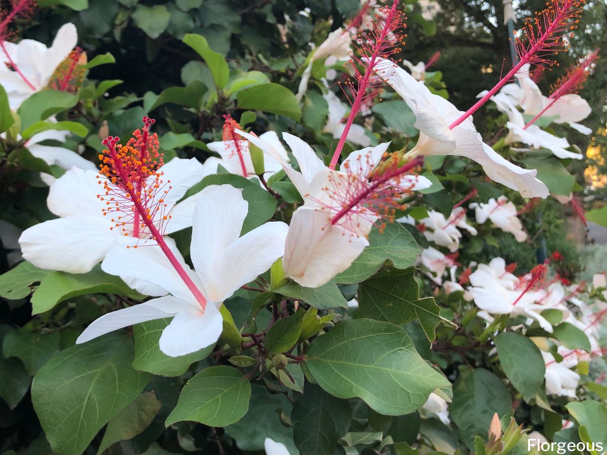 Hibiscus Flower Meaning And Fascinating Symbolism Florgeous Hibiscus Flower Meaning And Fascinating Symbolism Florgeous
