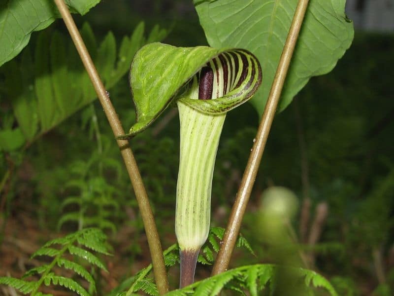 jack in the pulpit flower