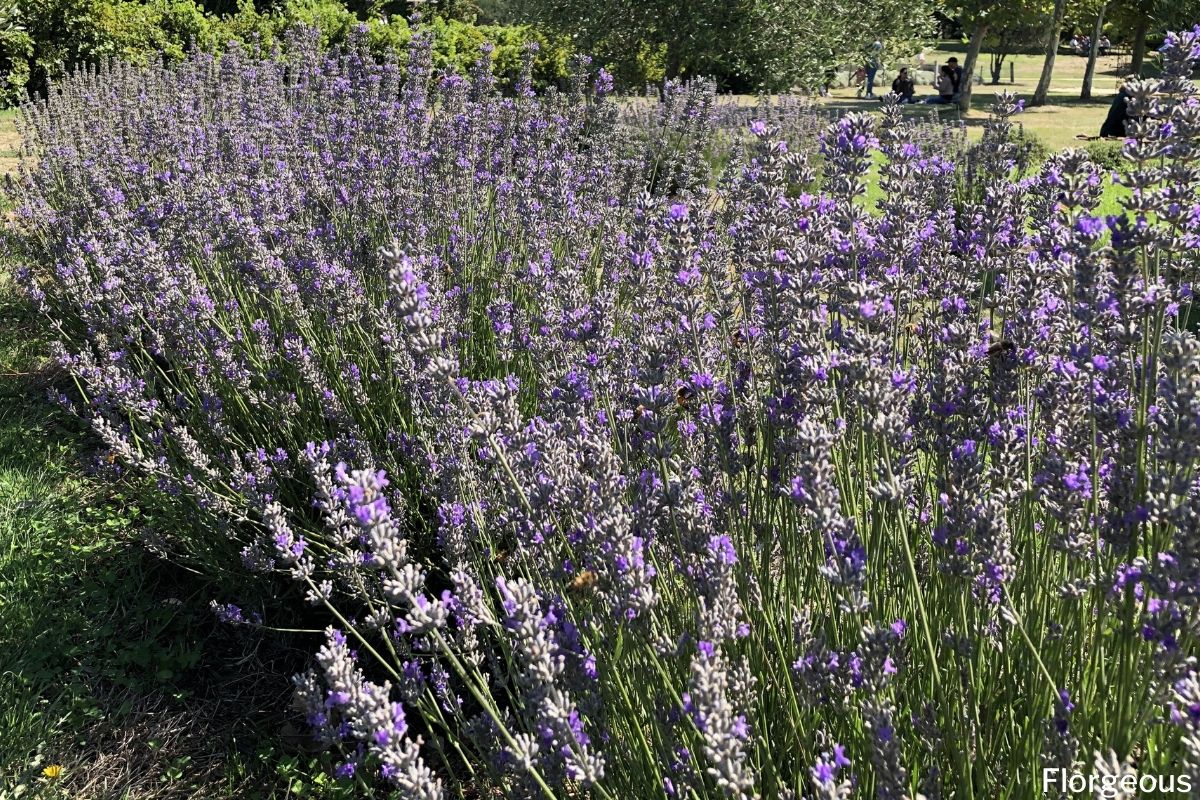 Fascinating Meaning And Symbolism Of Lavender Flower Florgeous