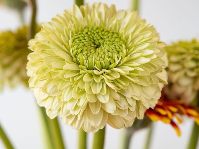 lime green gerbera