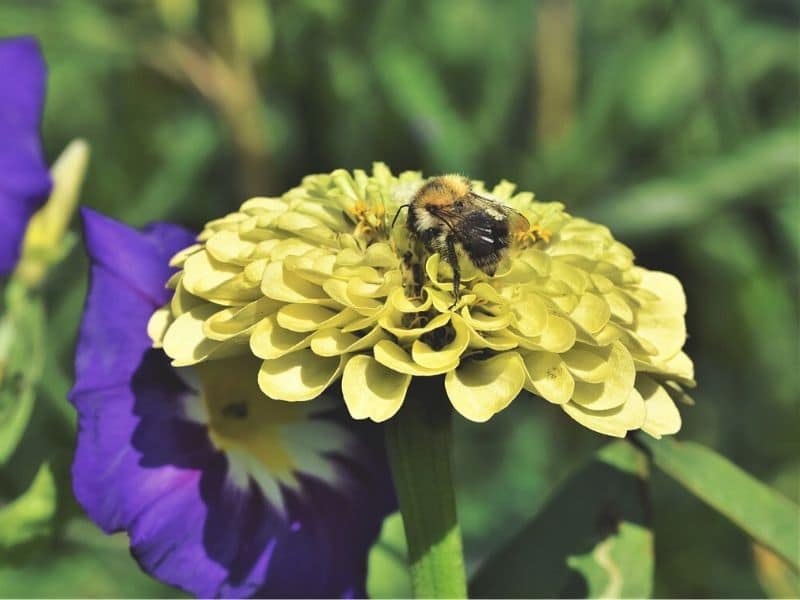 lime green zinnia