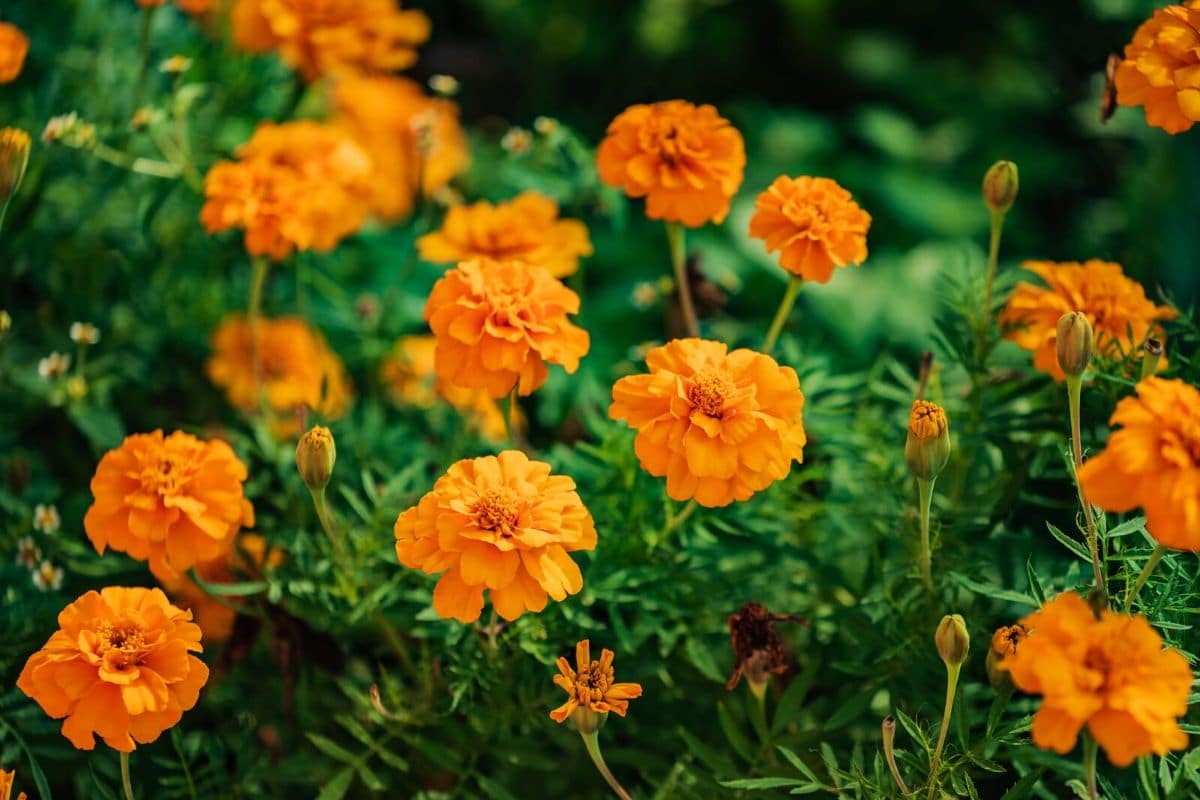 Marigold Edible Flowers