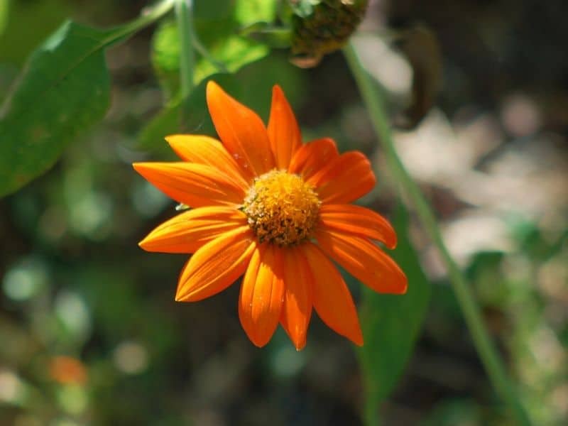 mexican sunflower