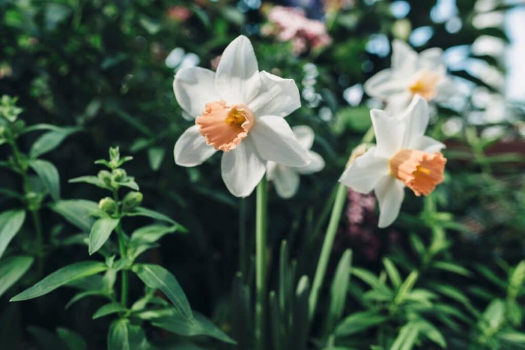 narcissus flower meaning