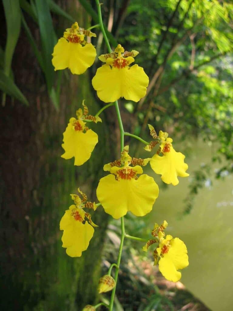 Oncidium varicosum